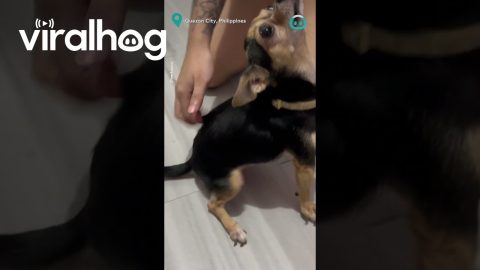 Pup Finds Perfect Scratchie Spot || ViralHog