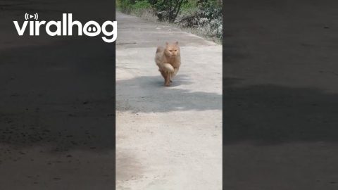 Orange Cat Zoomies || ViralHog