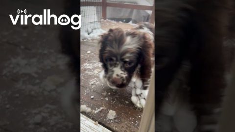 Spaniel Legs Coated In Snowballs || ViralHog