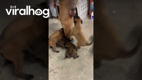 Vicious Pack Of Velocipuppers || ViralHog