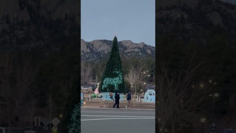 Elk Silhouettes In Christmas Tree Lights || ViralHog