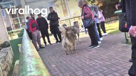 Angry Dogs Bark At Monkeys In Zoo || ViralHog