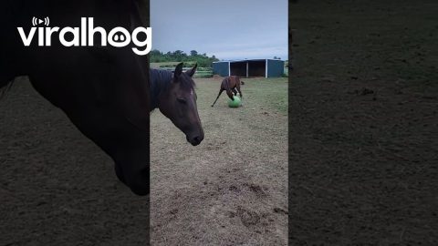 Foal Ball! || ViralHog