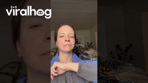 Starling Searches For Bugs In Smile || ViralHog