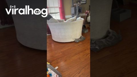 Cat-Powered Spinning Chair || ViralHog