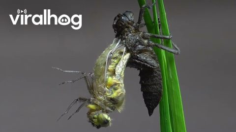Dragonfly Larva Metamorphosis Time-Lapse || ViralHog