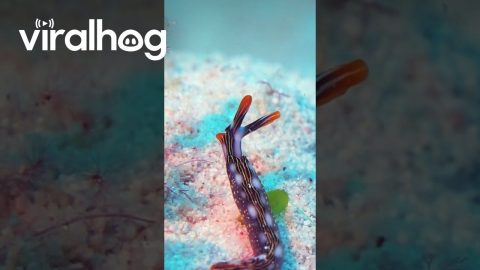 Walking Nudibranch Shaking Its Head || ViralHog