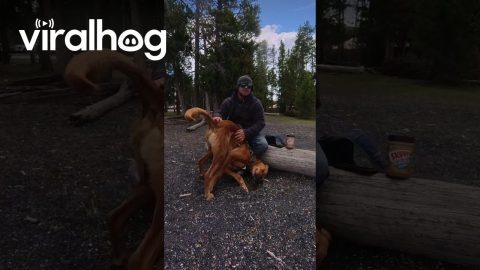 Dog Demands Upside Down Butt Scratches || ViralHog