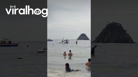 Dolphins Dance for Humans on Beach || ViralHog