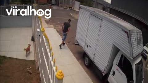 Wrangling Dogs Keeps Going Wrong || ViralHog