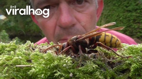 Close Look At A European Hornet || ViralHog