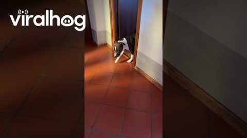 Sneaky Dog Can't Be Seen Until Last Second || ViralHog