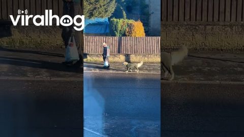 Dressed Golden Retriever Goes On Little Walk || ViralHog