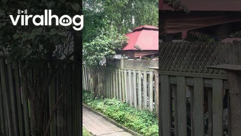Squirt Is the Only Squirrel Who Can Still Get Into the Bird Feeders || ViralHog