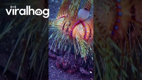There's a Crab Running With Sea Urchin on It || ViralHog