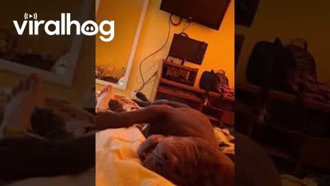 Pitbull Gets That Good Honk Shoo Mimimi Sleep || ViralHog
