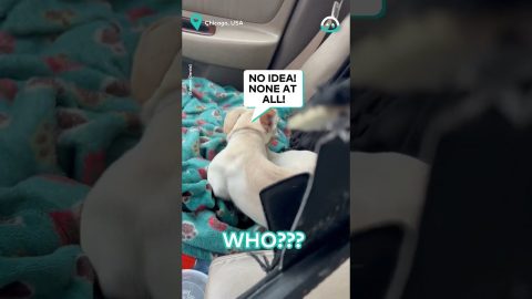 Guilty Pup Hides From Owner || ViralHog