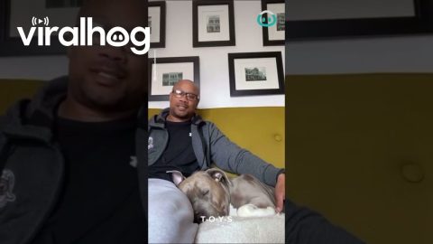 Dog Wakes Up for 1 Word || ViralHog
