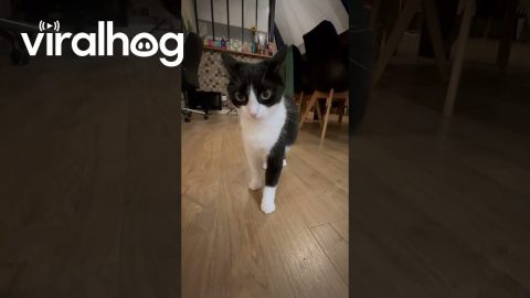 Cat Gets Revenge For Sliding || ViralHog