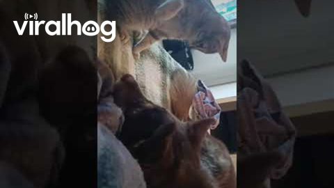 Sweet Doggo Undeterred by Kitten Baps || ViralHog
