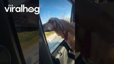 Basset's Wrinkles And Folds Flap In The Wind || ViralHog