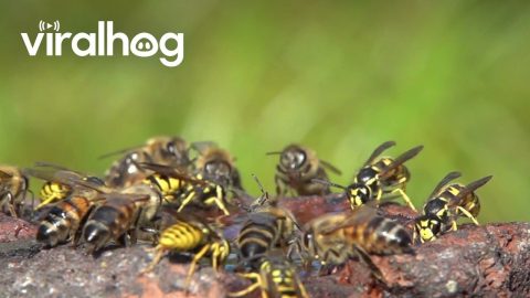 Honeybees And Wasps Crash Landing On The Water || ViralHog
