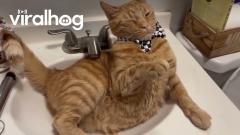 Fancy Cat Glitches When Bowtie Is Donned || ViralHog