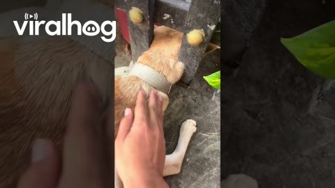 Helping Out a Dog With Its Head Stuck in a Fence || ViralHog