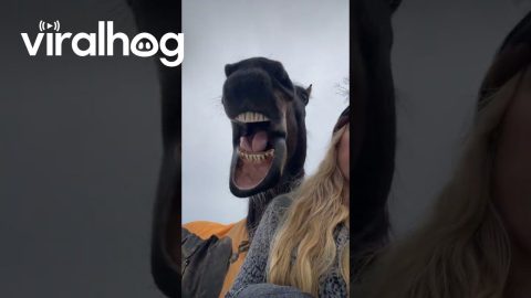 Horse Enjoys Ginger Snap || ViralHog