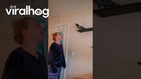 Conversation With a Pigeon || ViralHog