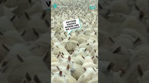 Huge Flock Of Sheep || ViralHog
