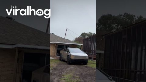 Cybertruck Disgusts Passerby || ViralHog