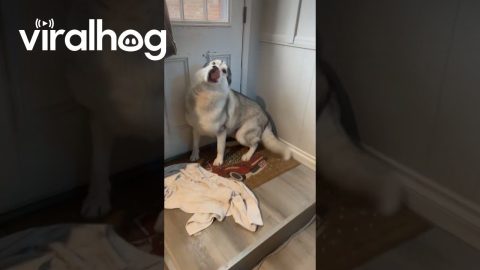 Husky Craves the Snow || ViralHog