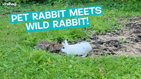 Pet Rabbit Meets Wild Rabbit || ViralHog