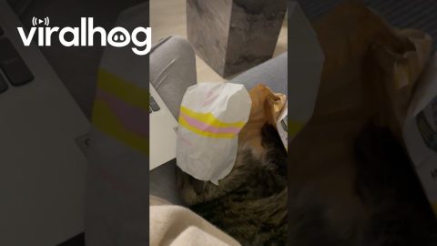 Cat Gets Trapped In Toast Wrapper || ViralHog
