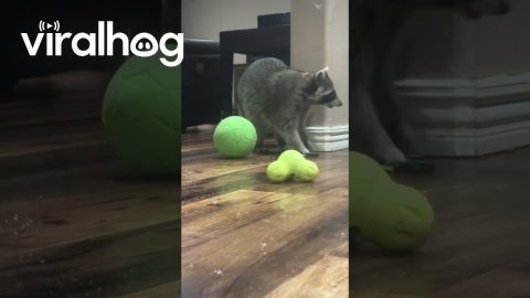 Raccoon Loves Bubbles || ViralHog