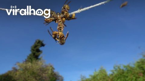 Acrobatic Yellow Jackets Feed On Rope || ViralHog