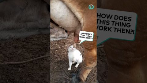 Farm Cat Wants Milk || ViralHog