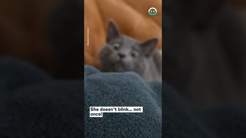 Kitty Scared of Mom's Hand || ViralHog