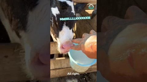 Chug the Cow Earns His Name || ViralHog