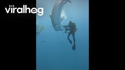 Tiger Shark Wants Bite Of Diver's Camera || ViralHog