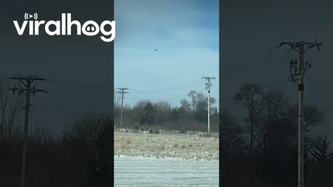 Bird Hovers In One Place || ViralHog