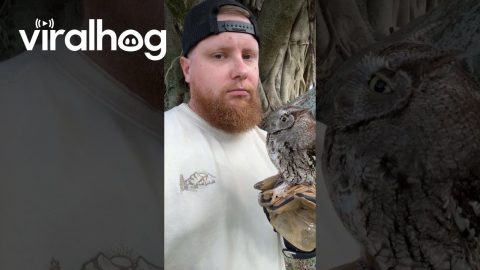 Whoo Just Burped? || ViralHog