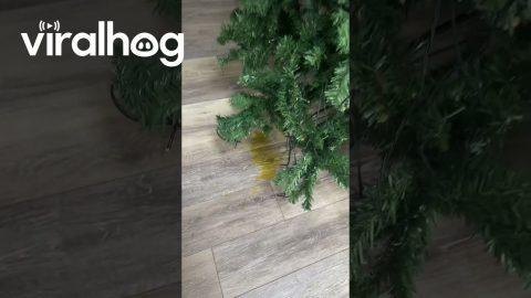 Dog Peed On Fake Christmas Tree || ViralHog