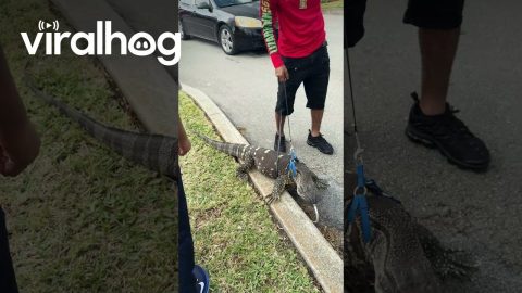 Man Walks Pet Monitor Lizard || ViralHog