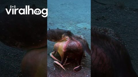 Octopus Runs Off With Coconut Shell || ViralHog