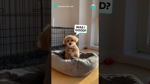Puppy Making A Nest In Bed || ViralHog