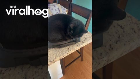 Lexi The Cat In A Lunchbox || ViralHog