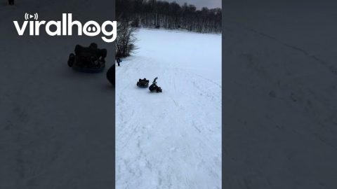 Falling Down Chasing A Sled || ViralHog