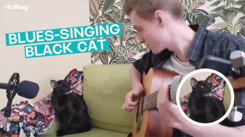 Cat Sings Alongside Owner || ViralHog